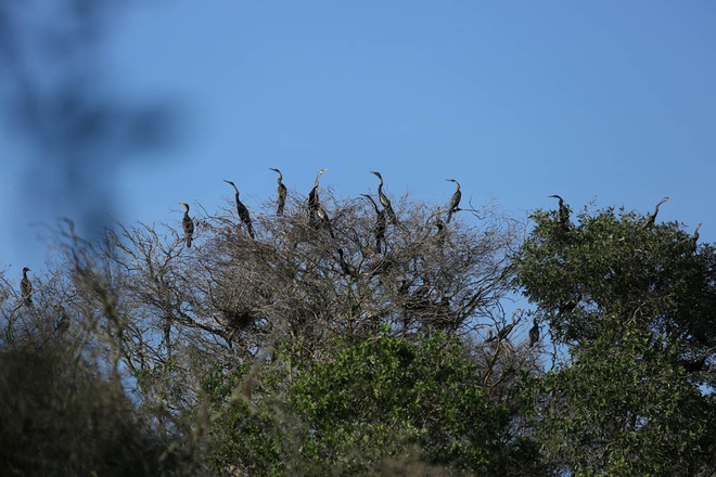 Les oiseaux perchent tranquillement sur les branches